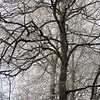 Bäume im Winter bei Bad Neustadt von Martin Flechsig