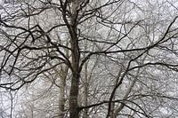 Bomen in de winter