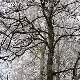 Bäume im Winter von Martin Flechsig