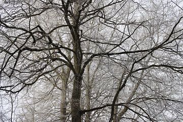 Bäume im Winter