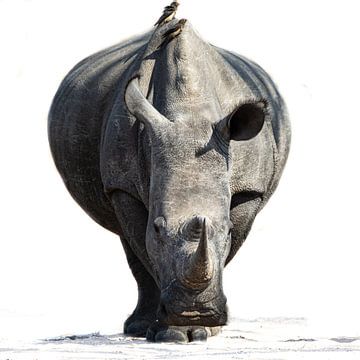 Rhinozeros-Porträt in Weiß mit Vögeln von Sharing Wildlife