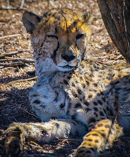 Clin d'un guépard, la Namibie sur Rietje Bulthuis