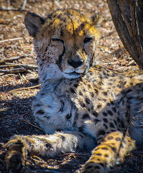 Knipoog van een cheetah, Namibië van Rietje Bulthuis