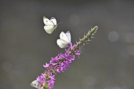 Flying Butterfly by Daphne van der straaten