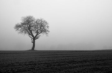 Kale boom in dichte mist van Thomas Marx