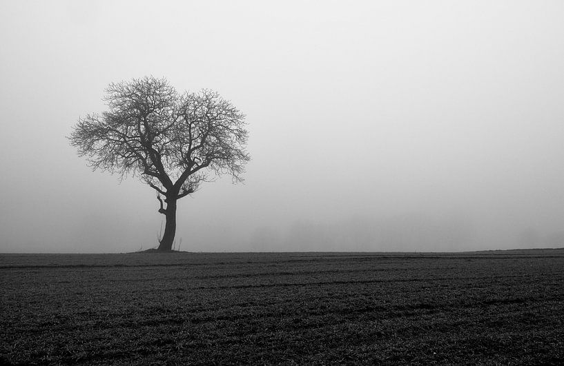 Bare tree in dense fog by Thomas Marx