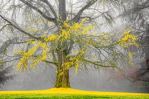 The End of a Season van Lars van de Goor