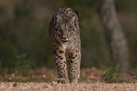De Iberische lynx nadert von Tariq La Brijn Miniaturansicht