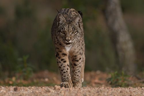 De Iberische lynx nadert