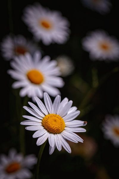 Daisy by Rob Boon