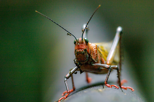 Costa Rica – wo Natur, Abenteuer und pure Schönheit aufeinander treffen