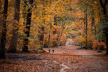 Forêt d'automne sur Mariette Kranenburg