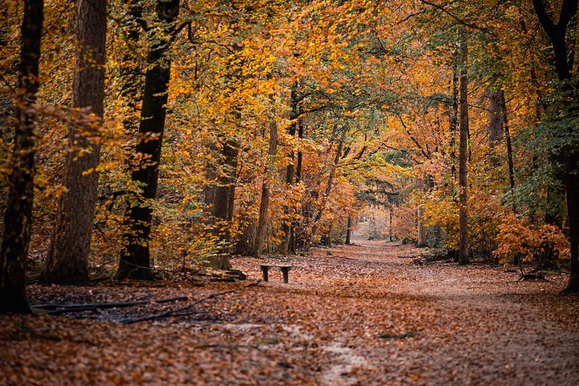 Autumn Forest by Mariette Kranenburg