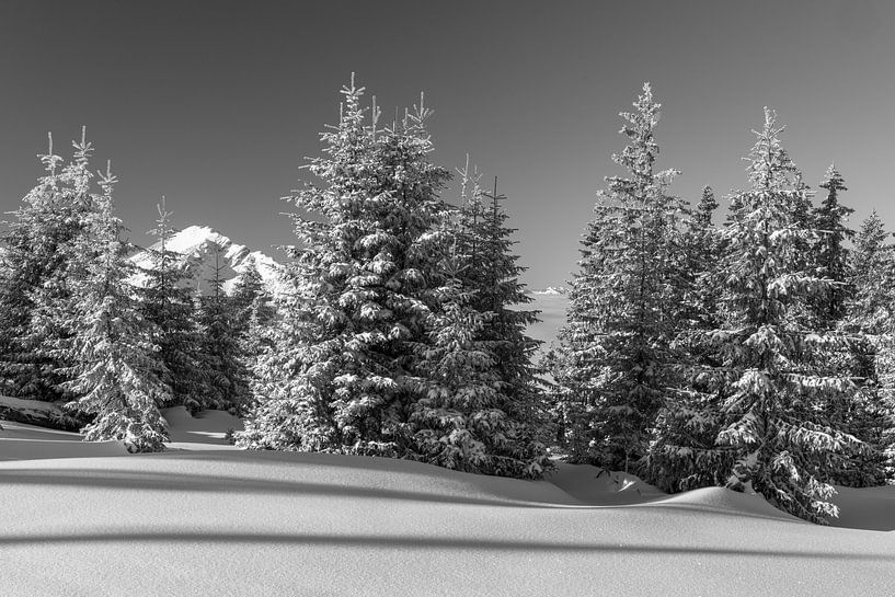 Black and white conifer trees at sunrise with fresh snow in winter in Tannheimer Tal, Tyrol by Daniel Pahmeier