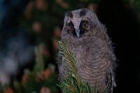 Ransuil baby ontwaakt  in de nacht