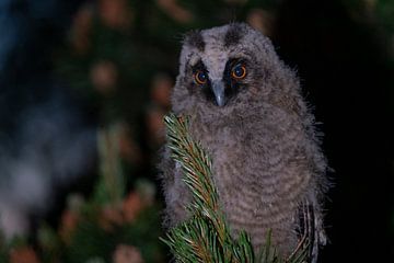Long-eared owl baby wakes up in the night by John Ozguc