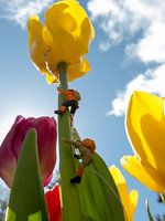 Klimmen naar de top van een tulp