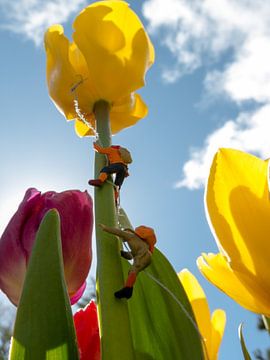 Climbing to the top of the tulip