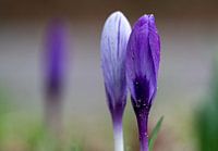 Crocus