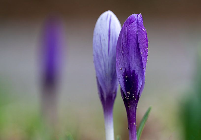 Krokus von Mel van Schayk