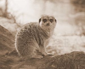 Erdmännchen in Sepia.