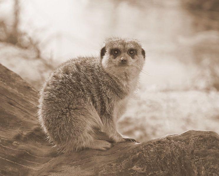 Meerkat in sepia. by Jose Lok