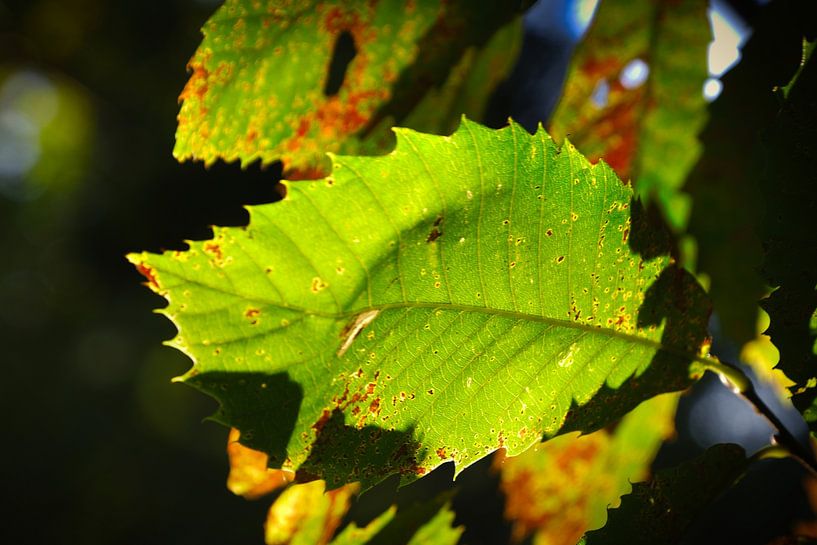 Herbst von Rudi Everaert