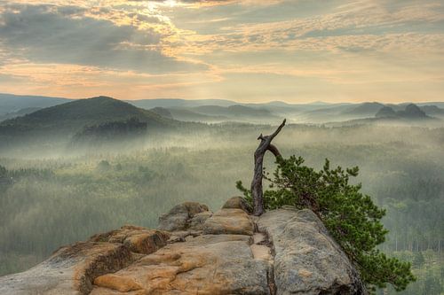 Pine tree in Saxon Switzerland