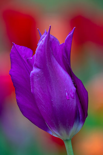 Paarse leliebloemige tulp van dichtbij
