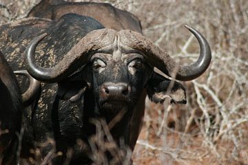 Buffel in Krugerpark Zuid Afrika van Sandra van Vugt
