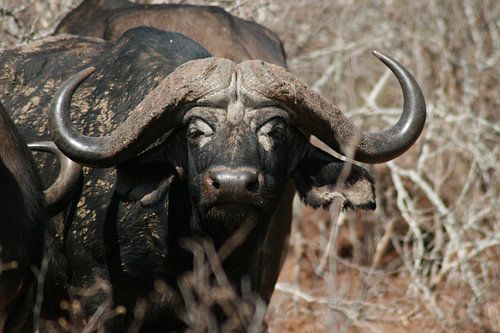 Buffel in Krugerpark Zuid Afrika
