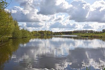 Hoge Bergse Bos bij Zevenhuizen op een bewolkte dag