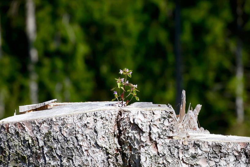 Forest by Thomas Jäger