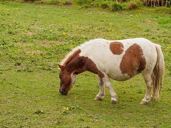 Brown and white shetland pony 