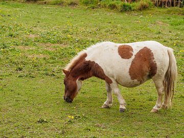 Brown and white shetland pony  von Frank Hoekzema