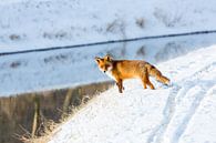 Rode vos in de sneeuw van Inge van den Brande thumbnail