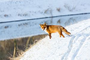 Red fox in the snow