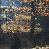 Vapour stream and sunlight through leaves by Etienne Oldeman