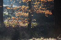 Damp beek en zonlicht door bladeren