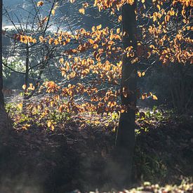 Damp beek en zonlicht door bladeren van Etienne Oldeman