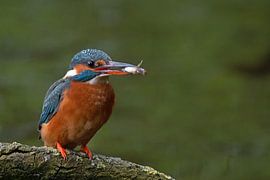 kingfisher on branch with fish by Petra Vastenburg
