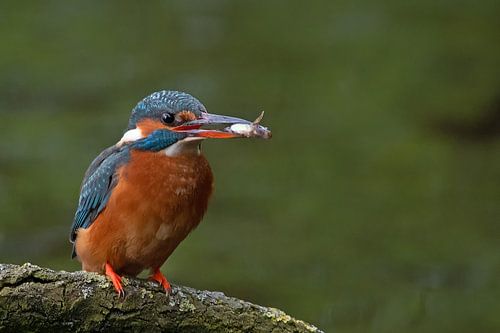 ijsvogel op tak met vis