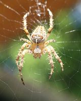 Itsy Bitsy