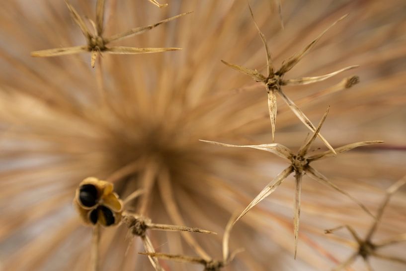 Alium, außerhalb der Blüte 6 von Marjoleine Knappers