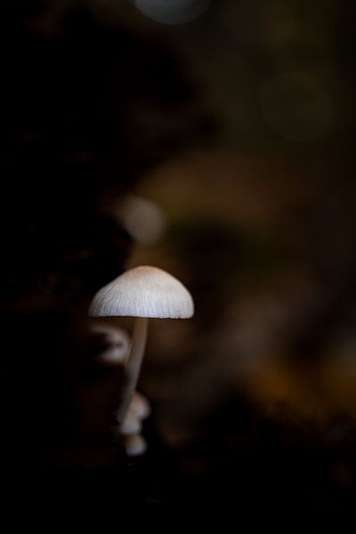 Mushroom by Chantal Speelman