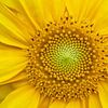 Sunflower detail by Tanja van Beuningen