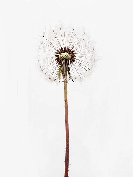 Dandelion by haroulita