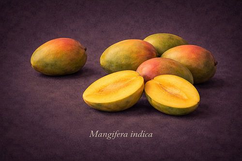 Mangue. Mangifera indica