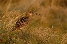 in last warm light... Eurasian Curlew *Numenius arquata*