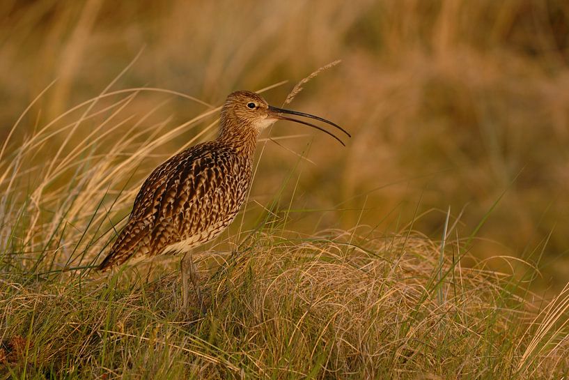 im Abendlicht... Grosser Brachvogel *Numenius arquata* par wunderbare Erde